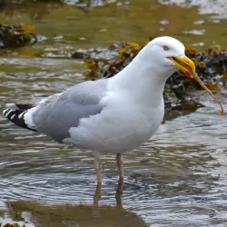 Norsminde Fjord - Odder