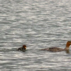 Norsminde Fjord - Odder
