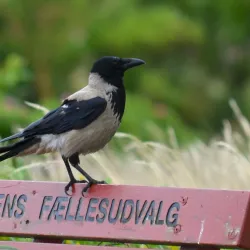 Norsminde Fjord - Odder