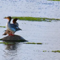 Norsminde Fjord - Odder