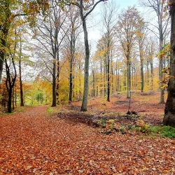 Rude Forest (Rude Skov) - Odder