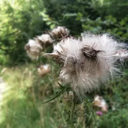 Rude Forest (Rude Skov) - Odder