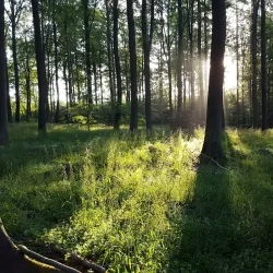 Rude Forest (Rude Skov) - Odder