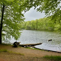 Rude Forest (Rude Skov) - Odder