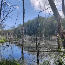 Rude Forest (Rude Skov) - Odder