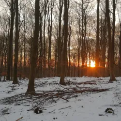 Rude Forest (Rude Skov) - Odder