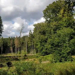 Rude Forest (Rude Skov) - Odder