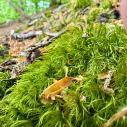 Rude Forest (Rude Skov) - Odder