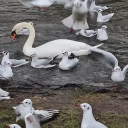 Munke Mose Park - Odense