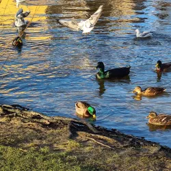 Odense River Walk - Odense