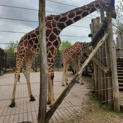 Odense Zoo - Odense