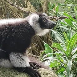 Randers Tropical Zoo (Randers Regnskov) - Randers