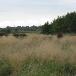Vorup Enge Nature Reserve - Randers