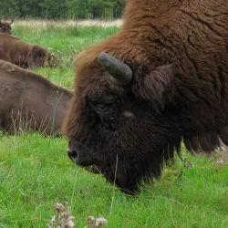 Vorup Enge Nature Reserve - Randers