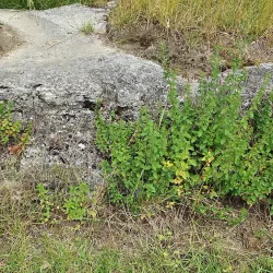 Knud Lavard's Grave - Ringsted