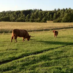 Knud Lavard's Grave - Ringsted