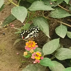 Bornholm Butterfly Park - Rønne