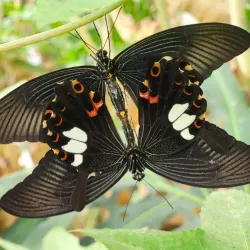 Bornholm Butterfly Park - Rønne