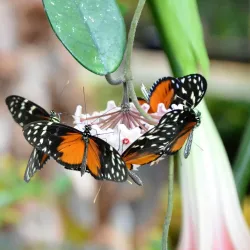 Bornholm Butterfly Park - Rønne