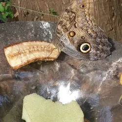 Bornholm Butterfly Park - Rønne