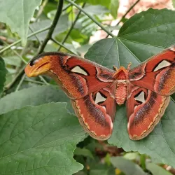Bornholm Butterfly Park - Rønne