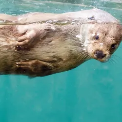 Aqua Aquarium & Wildlife Park - Silkeborg