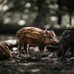 Aqua Aquarium & Wildlife Park - Silkeborg