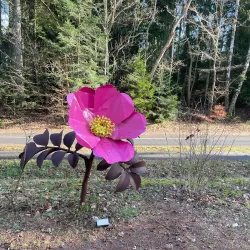 Silkeborg Bad Art Center - Silkeborg