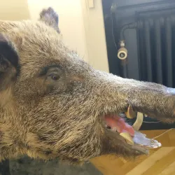 Silkeborg Museum - Silkeborg