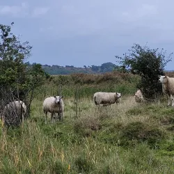 Louns Bredning Nature Reserve - Skive