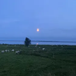 Louns Bredning Nature Reserve - Skive