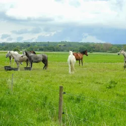 Søborg Lake (Søborg Sø) - Soeborg