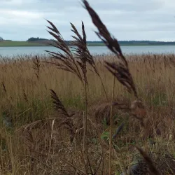 Nors Sø (Nors Lake) - Thisted