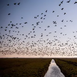 Tønder Market Square (Torvet) - Tønder (Tonder)