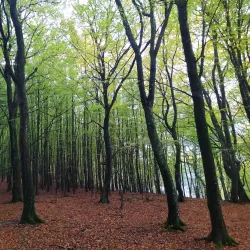 Hald Lake (Hald Sø) - Viborg
