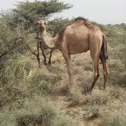 Grand Bara Desert - Ali Sabieh