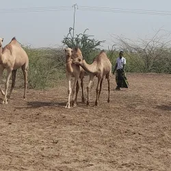 Grand Bara Desert - Ali Sabieh