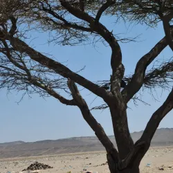 Grand Bara Desert - Ali Sabieh