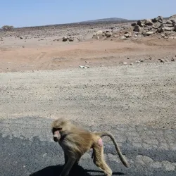 Grand Bara Desert - Ali Sabieh
