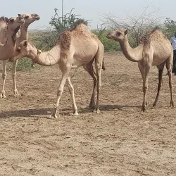 Grand Bara Desert - Ali Sabieh