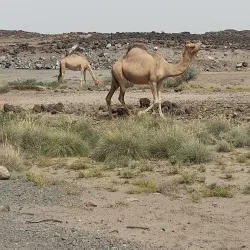 Grand Bara Desert - Ali Sabieh