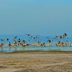 Lake Abbe - Ali Sabieh