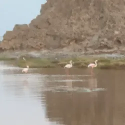 Lake Abbe - Ali Sabieh