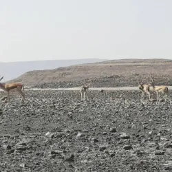 Lake Abbe - Ali Sabieh