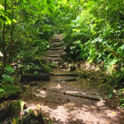 Middleham Falls - Atkinson