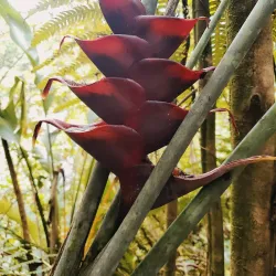 Middleham Falls - Atkinson