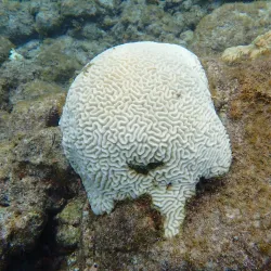 Scotts Head Marine Reserve - Atkinson