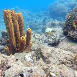 Scotts Head Marine Reserve - Atkinson
