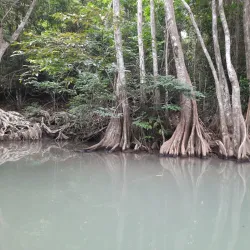 Indian River - Bense