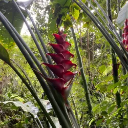 Emerald Pool - Calibishie